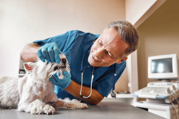 Best After-Hours Emergency Dentist in Stanberry, MO